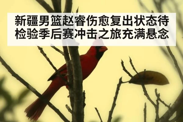 新疆男篮赵睿伤愈复出状态待检验季后赛冲击之旅充满悬念